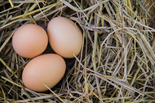 Fresh brown eggs