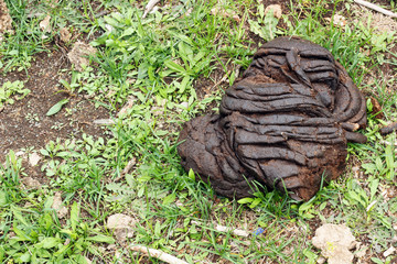 Cow shit on the grass