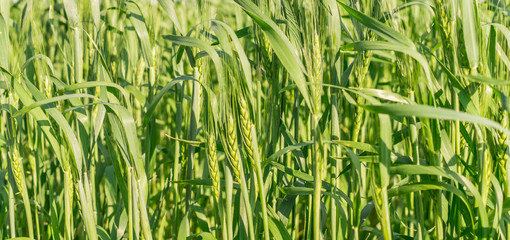 Зелёные ростки пшеницы