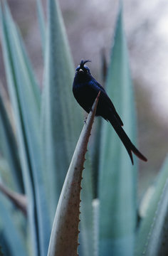Bird on leaf, close-up