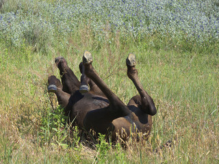 A young colt rolling in the spring pasture