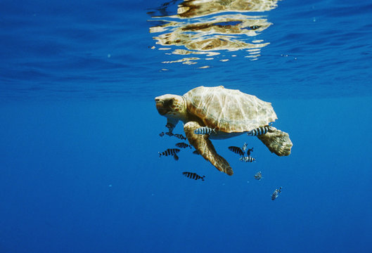 Turtle with fish swimming in sea
