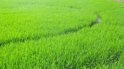 Obraz na płótnie Canvas Green fresh paddy field