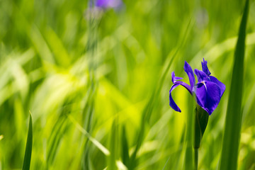 iris at Ota shrine,kyoto,tourism of japan