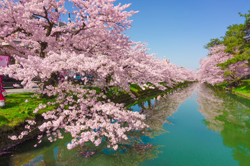 hirosaki park cherry brossom 弘前公園の桜  - obrazy, fototapety, plakaty