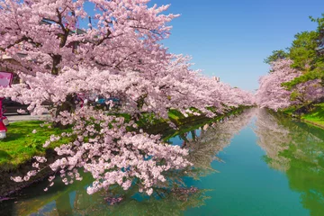 Tuinposter hirosaki park cherry brossom 弘前公園の桜  © kazuya asizawa