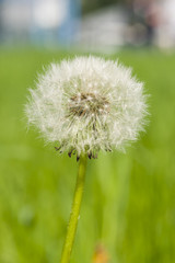 Dandelion with ripe seeds on bokeh background, macro, selective focus, shallow DOF