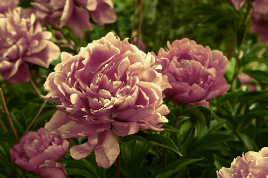 Fototapeta Peonies
