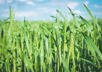 Колосья на пшеничном поле