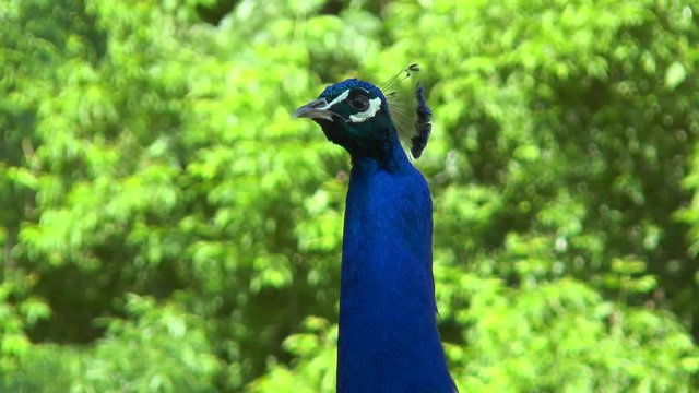 Close up of the peacock's head. Against the background of green trees