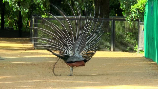 Peacock shows its tail raised