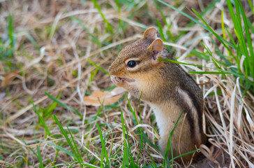 Naklejka na ściany i meble Cutest little chipmunk ever, (Tamias), smallest member of the squirrel family, pops out and sits atop his burrow in the ground. Springtime animal in the grass.