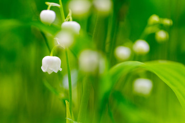 Lily of the valley,nara,japan