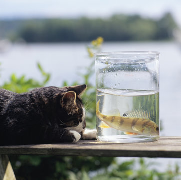 Cat looking at fish in jar