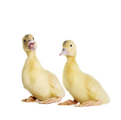 little duckling looking