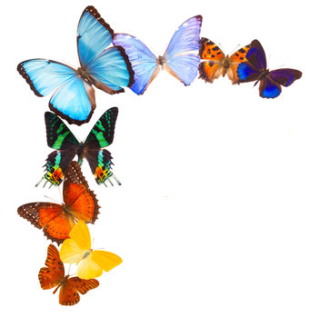 Multicolored butterflis frame