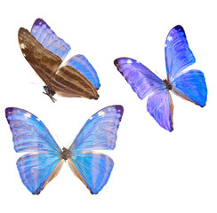 Fototapeta premium morpho adonis niebieski motyl