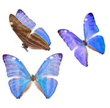 morpho adonis blue butterfly