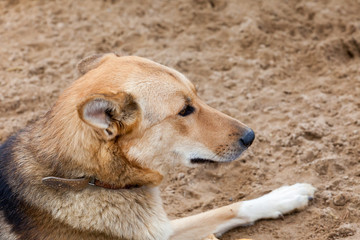 Dirty dog lie down waiting for someone