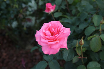 バラ / 横浜市のみなとみらいでバラを写真に収めました。