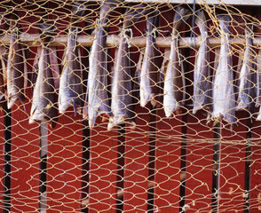 Fish drying on net, close-up