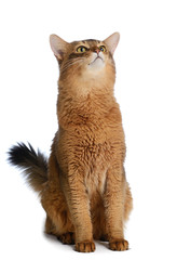 Somali cat isolated on white background