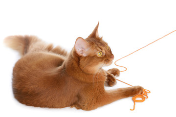 Somali cat isolated on white background