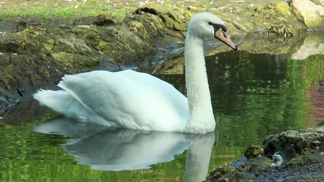 Close-up of white swan floating in a pond