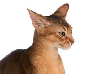 Abyssinian young cat isolated on white background