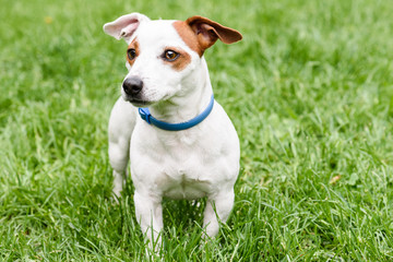 Blue anti tick and flea collar on cute dog