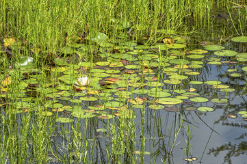 Summer lake with water lily flowers