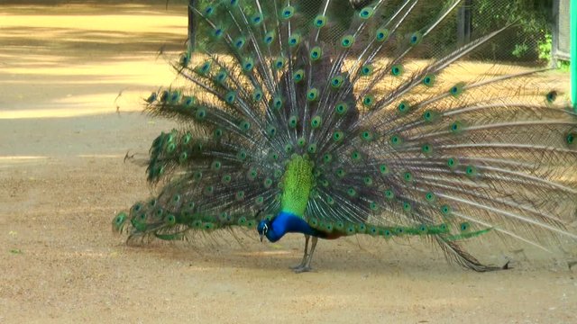 Peacock feathers shakes and spreads its tail. Posing for the camera