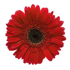 bright red gerbera flower on white background