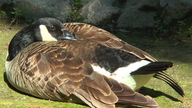 Wild goose hiding beak under a wing. He falls asleep in his closed eyes