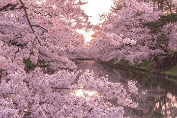 Naklejka premium hirosaki park cherry brossom Hirosaki Park kwiaty wiśni