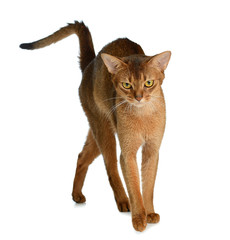 Abyssinian young cat isolated on white background