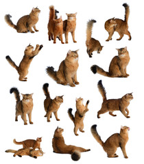 Set of somali cat isolated on white background