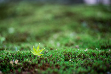 japanese maple leaf at Tofukuji-temple,kyoto,tourism of japan