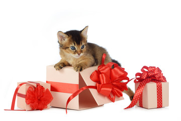Cute somali kitten on a present box isolated on white background