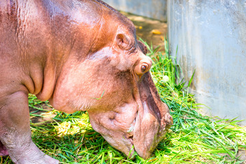 hippopotamus eating grass
