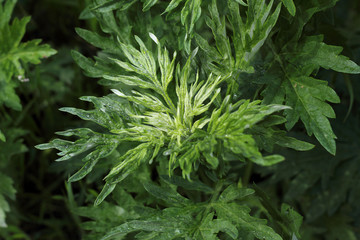 Dew droplets on green leaves