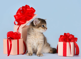 Cute somali kitten sitting near a present box