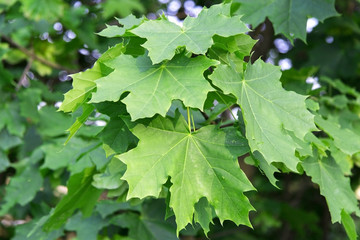 green leaves of maple