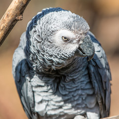 Graupapagei (Psittacus erithacus) Portrait