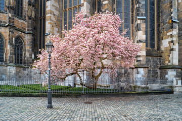 Magnolie am Aachener Dom