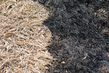 The boundary between the burnt and dry grass