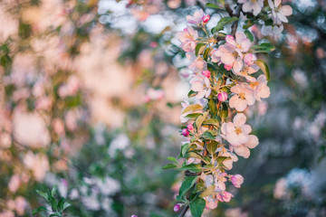 Soft Background with Bloomng Apple Tree