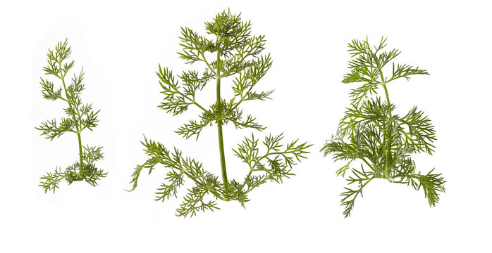 Dill