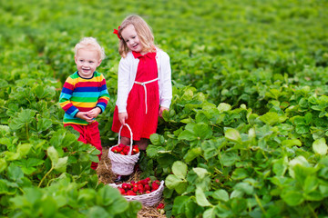 Kids picking strawberry on a farm field