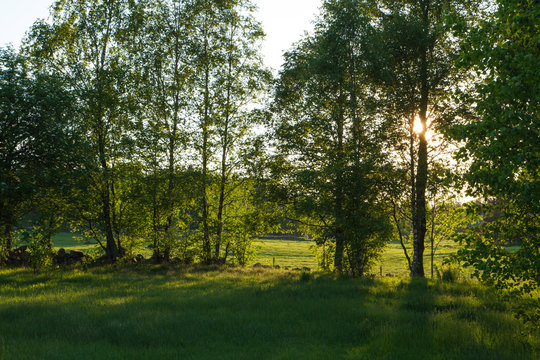 Solstr&aring;lar strilar genom l&ouml;vverk